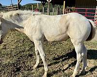 champagne-nasdha-filly