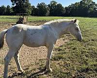nasdha-draft-filly