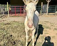 amber-draft-horse
