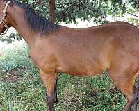 colt-horse-paint-yearling