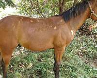 money-winner-yearling