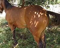 12-hand-paint-yearling