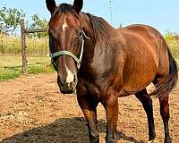 embryo-transfer-thoroughbred-horse