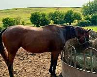 foundered-thoroughbred-horse