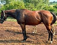 embryo-horse
