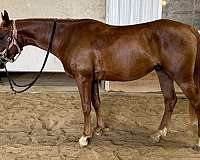 babson-half-arabian-horse