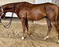 blanket-half-arabian-horse