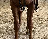 chestnut-gelding-half-arabian-horse
