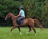 all-around-missouri-fox-trotter-horse