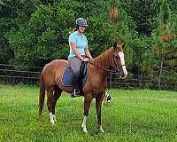 athletic-missouri-fox-trotter-horse