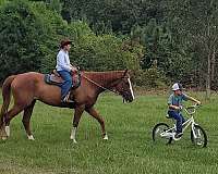 bay-paint-with-white-stockings-horse