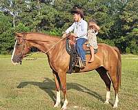 breeding-missouri-fox-trotter-horse