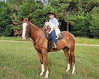endurance-missouri-fox-trotter-horse