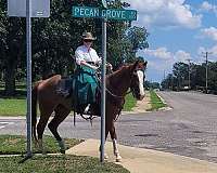 experienced-missouri-fox-trotter-horse