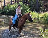 gaited-missouri-fox-trotter-horse
