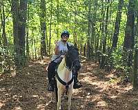piebald-tennessee-walking-horse