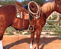 sorrel-blaze-face-3-white-stockings-horse