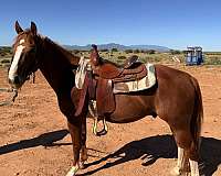 sorrel-quarter-horse-gelding