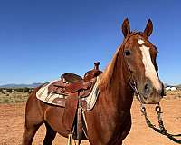 sorrel-aqha-gelding