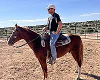 sorrel-aqha-horse
