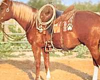 around-quarter-horse