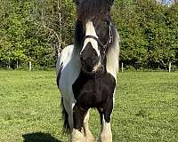 badger-nose-horse