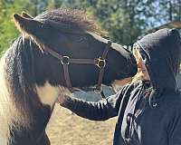 tobiano-badger-nose-horse