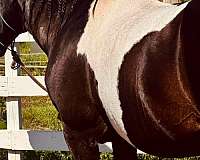 all-around-paint-horse