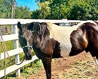 athletic-paint-horse