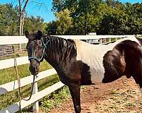 barrel-racing-paint-horse