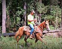 kid-friendly-horse-quarter