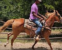 easy-riding-horse-quarter