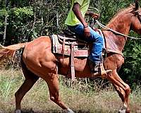 sorrel-mare-quarter-horse
