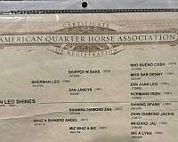 all-around-quarter-horse