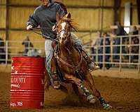 athletic-quarter-horse