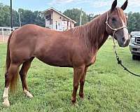 barrel-quarter-horse