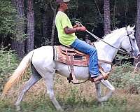 comfortable-trail-horse-mare