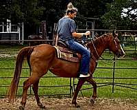 easy-catch-horse