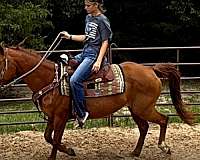 quarter-horse-mare