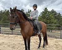 denver-andalusian-horse