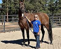levels-andalusian-horse