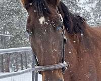 all-andalusian-horse