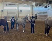 likes-jumping-quarter-horse