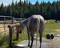 cowboys-gelding