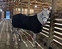 likes-jumping-gelding