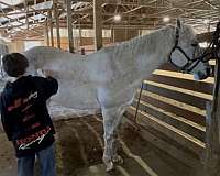 all-quarter-horse
