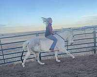 all-around-quarter-horse