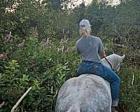 aqha-quarter-horse