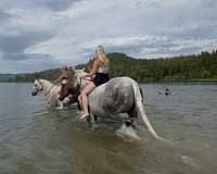 aqha-gelding-quarter-horse