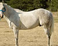 around-quarter-horse